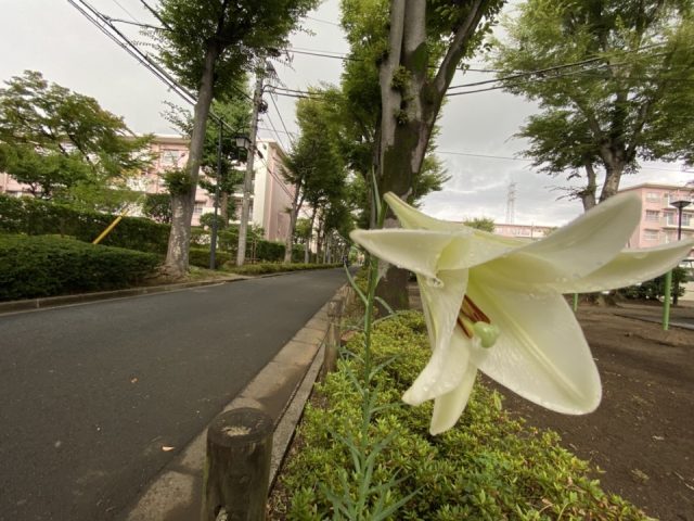 富士見台第一団地の百合の花