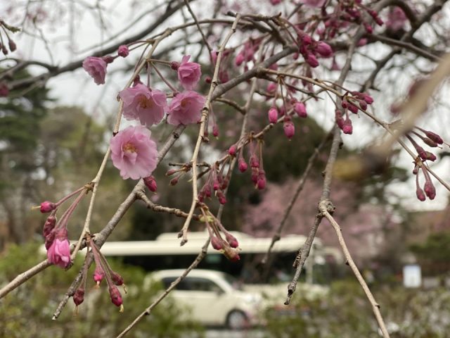 国立市大学通りの桜
